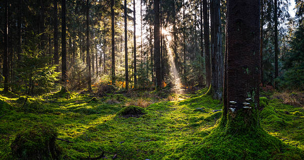 istock Warm sunlight shining into mossy forest glade green trees panorama 2249981637