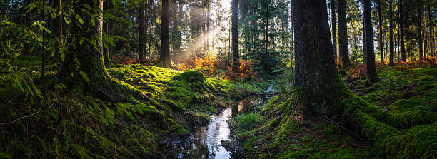 Beams of sunlight shining through the  canopy of a tranquil forest glade.