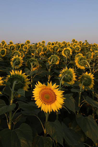 istock Unique flower on the sunflowers field 2249981920