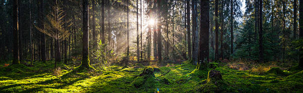 istock Rays sunlight illuminating idyllic forest glade mossy woodland trees panorama 2249982249