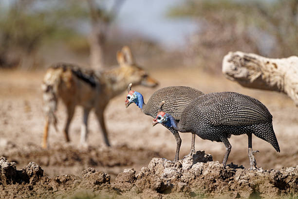 Birds drink from a waterhole while keeping an eye out for danger