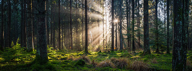 istock Golden sunlight streaming through idyllic mossy forest glade trees panorama 2249983336