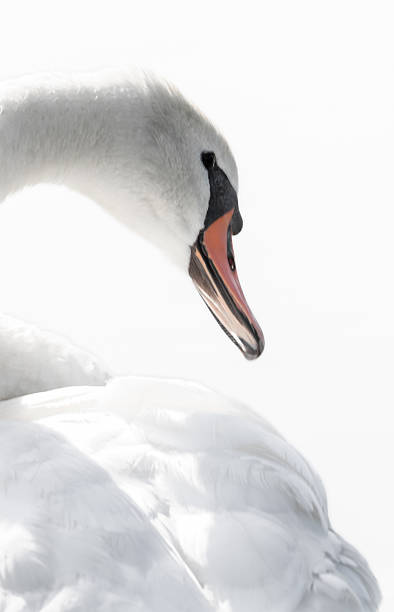 istock Mute Swan portrait 2249983404