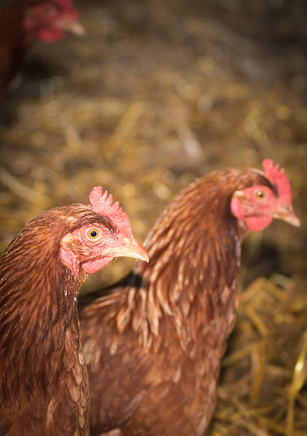 Closeup of a brown chicken on a farm in nature. Hens in a free range farm. Chickens walking in the farm yard.