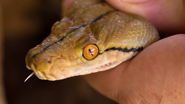 istock Close up of a snake s head held by a hand 2249984084