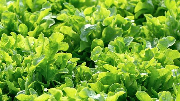 istock Lush green leafy plants in bright sunlight 2249984138