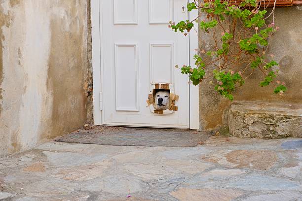 A dog in Erbalunga village, Corsica Island, France