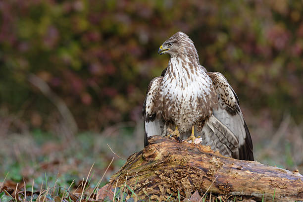 istock Eurasian Buzzard with food between its paws 2249985544