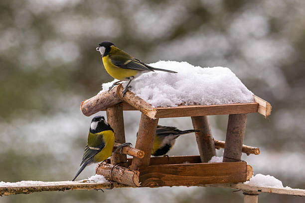 istock Great Tits at a Snowy Feeder, Gdansk, Poland. 2249985649