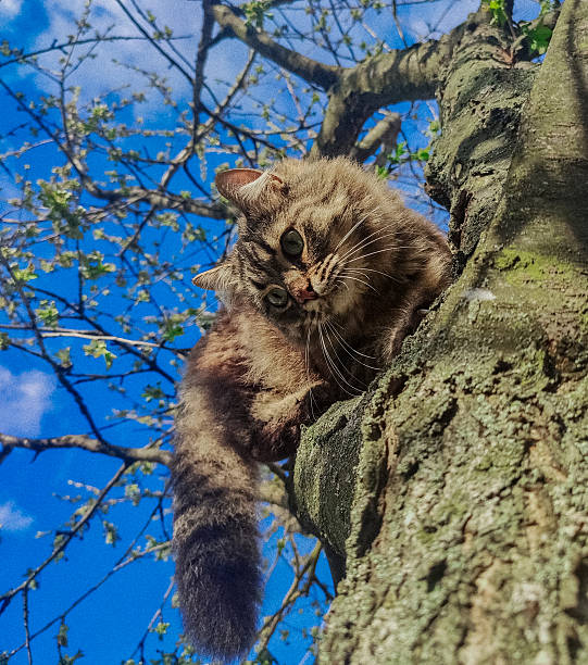 Fluffy tabby cat perched on a tree trunk against a bright blue sky, looking down with playful curiosity. Low-angle view, spring vibes.