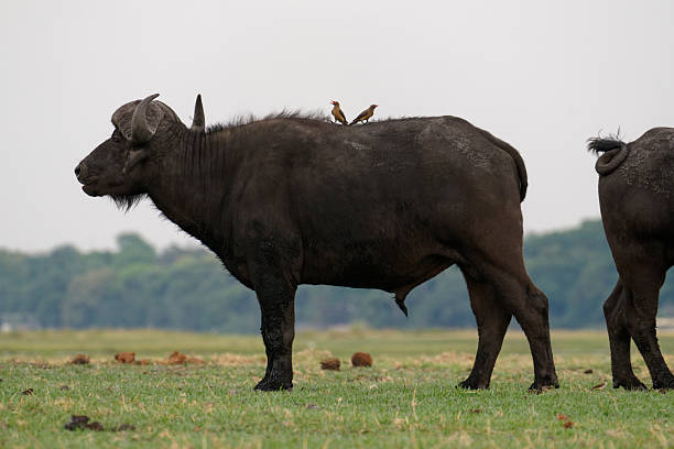 a Cape Buffalo live along the Chobe River
