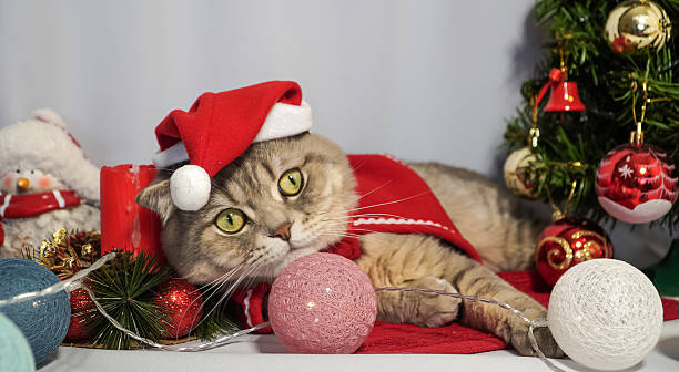 istock A cute Christmas cat. Christmas and New Year celebration concept 2249987205