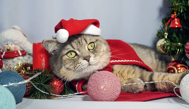 istock A cute Christmas cat. Christmas and New Year celebration concept 2249987254