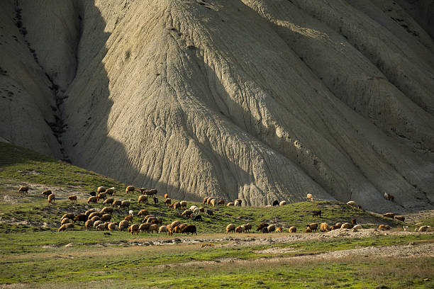 Herd of animals below arid mountains, Khizi, Caucasus Mountains