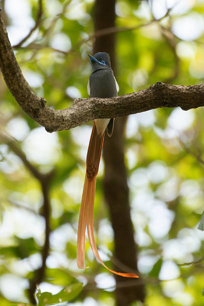 a Flycatcher sits in a tree calling in Victoria Falls National Park