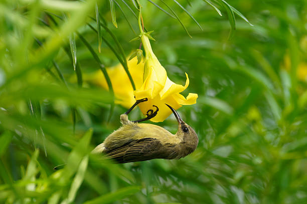 istock Copper Sunbird female 2249987816