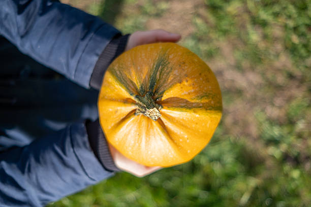 Holding Fresh Pumpkin Outdoors