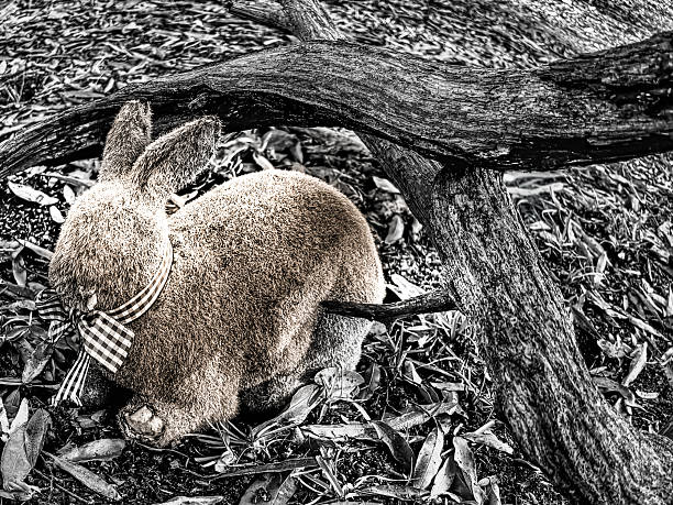 A close-up view of a white rabbit with dark ears sitting on a natural outdoor surface, captured in a calm rural environment. The soft light highlights the texture of its fur, conveying themes of nature, wildlife, innocence, countryside living, and peaceful animal behavior.