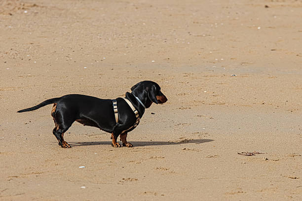 Pets, dachshund on the beach