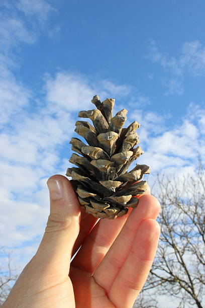 A person holds a pine cone in one hand while standing outside. Blue sky with clouds and tree branches are visible in the background. It is daytime and the light is bright.