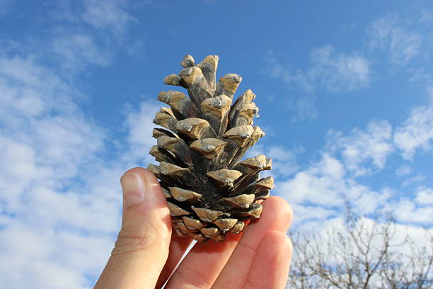 A person holds a large pine cone up to the sky. The background shows a mix of clouds and blue sky. Trees are visible in the distance.