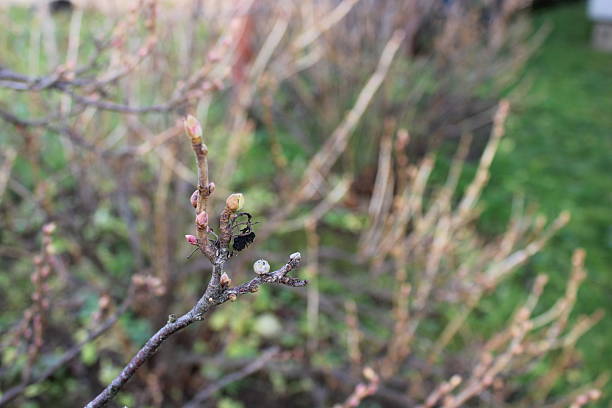 istock Small insect on a budding branch in a garden during spring season 2249990011