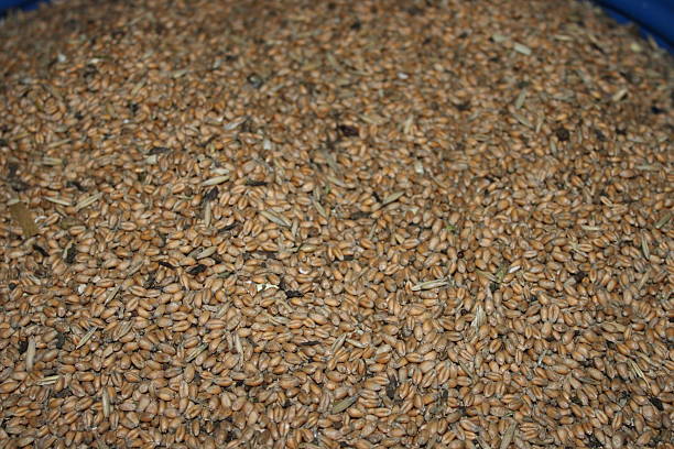 Wheat grains are laid out in a large container under the sun in a rural area. The grains are evenly distributed, ready for drying after harvest.