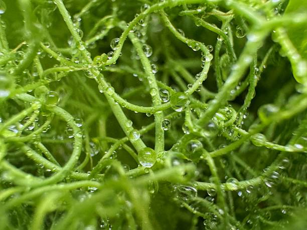 istock Twisting pea shoots and tendrils covered with tiny droplets. Fresh organic microgreens 2249990898