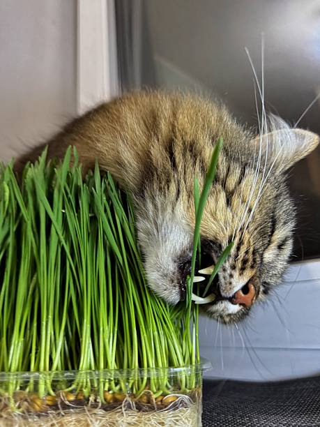 Siberian cat biting fresh wheatgrass grown from wheat kernels in a small plastic tray. Playful pet moment promoting indoor greens and feline digestion support.