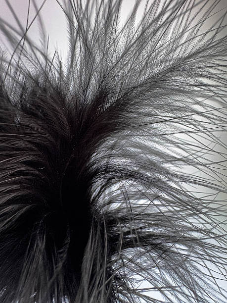istock Macro close-up of black feathers showing delicate barbs and soft texture, sensual accessory detail 2249991087