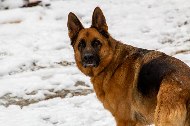 istock German shepherd in the snow 2249991494