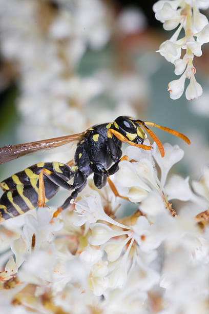 istock Yellow wasp sits on white flower 2249992477