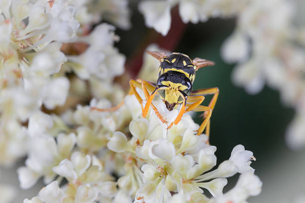 The wasp of the white flower in the garden. Wasp looking for sweet in white flower macro close-up.