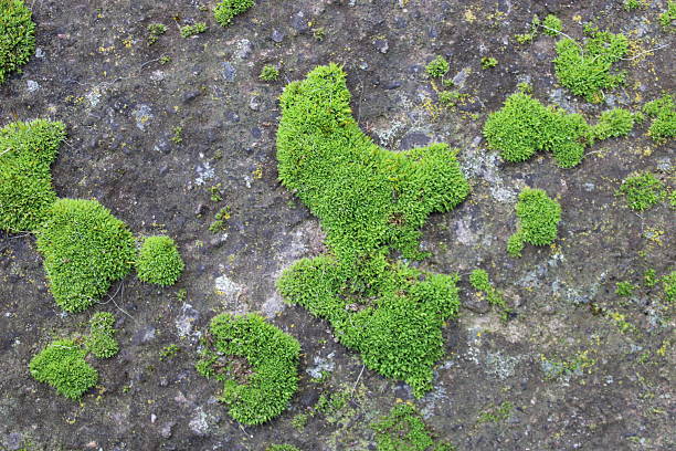 istock Green moss grows on a rock surface in a forest area during daylight hours 2249992777