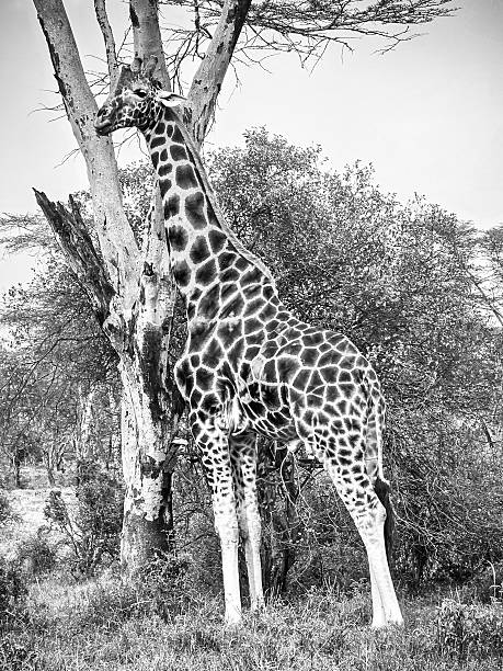 istock Giraffe standing by a tree in Kenya savanna 2249993405