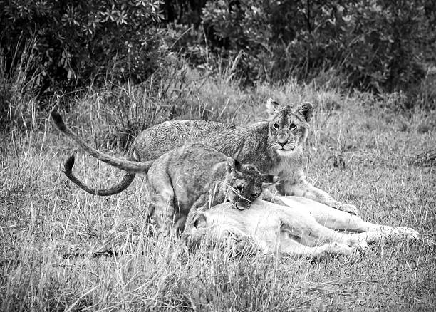 Lionesses and Safari vehicles at wild on the dirt road