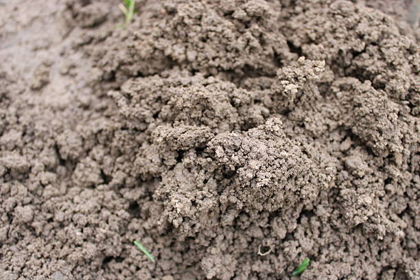 Soil is piled up on the ground showing its texture and structure under sunlight. Small blades of grass are seen in the mixture of dirt and earth materials.