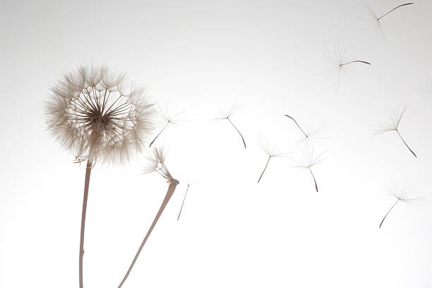 istock dandelion seeds fly from a flower on a light background. botany and bloom growth propagation. 2249996974