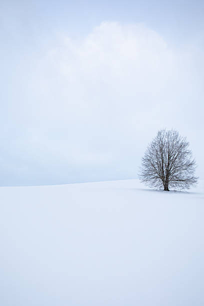 istock lonely tree on a snowy day 2249997022