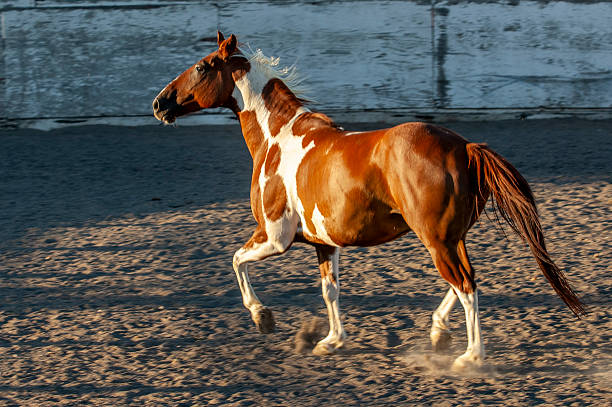 istock Pinto Colored Horse Running in a Mexican Rodeo 2249997025
