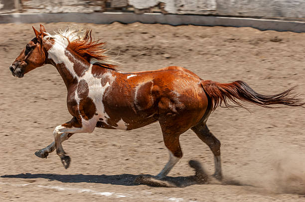 istock Pinto Colored Horse Running in a Mexican Rodeo 2249997033