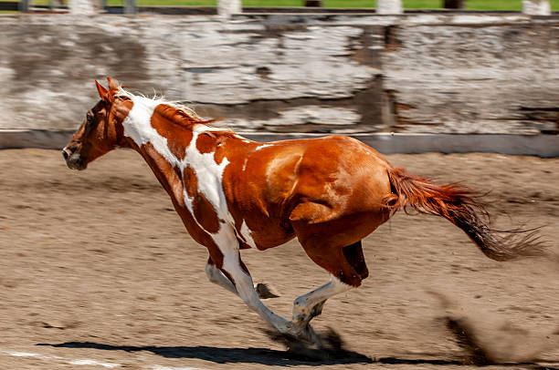 istock Pinto Colored Horse Running in a Mexican Rodeo 2249997044