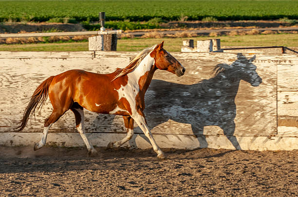 istock Pinto Colored Horse Running in a Mexican Rodeo 2249997063