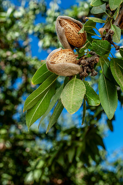 istock Close-up of Ripening Almonds on Tree 2249997162