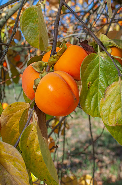 istock Close-up of Ripening Persimmons 2249997218