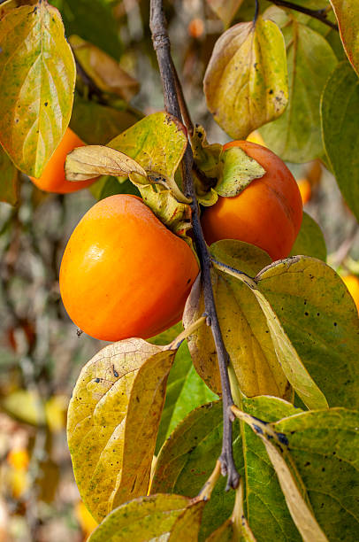 istock Close-up of Ripening Persimmons 2249997287