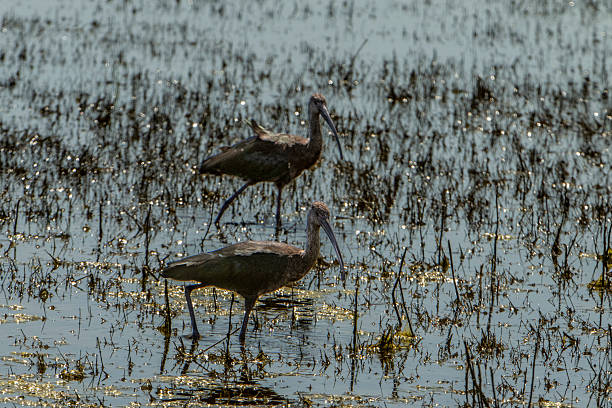 Long shot of non-breeding white ibis foraging for food in a rural spring time marsh.Taken in the San Joaquin Valley, California, USA