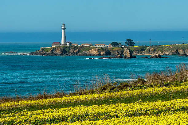 Field mustard flowers with Pigeon Point Lighthouse in the distance along the rocky shore of the California coast.Taken at Pigeon Point, California, USA.