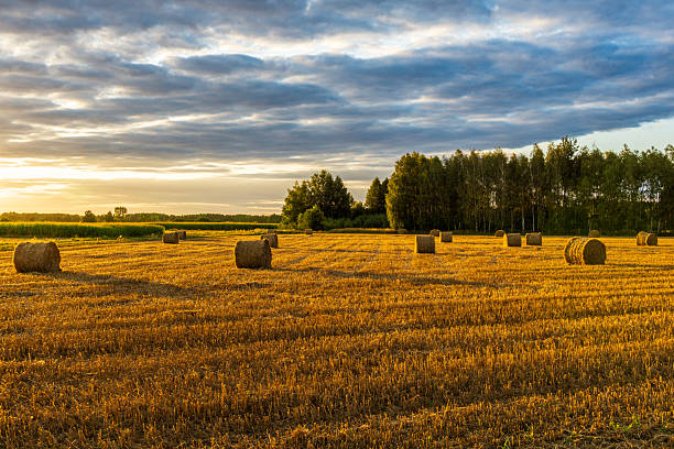 istock A field of straw bales at sunset. 2249998355