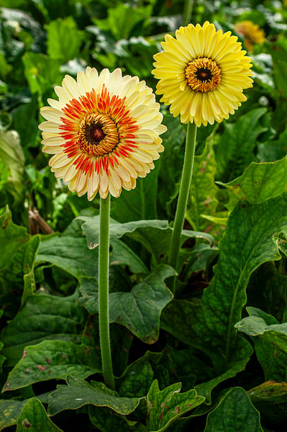 Close-up of yellow gerbera daisies growing on a central California coast nursery.